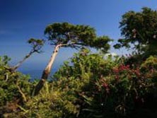 Europa, Westeuropa, Azoren: Drei Wanderperlen im Atlantik - Flora Caldeira